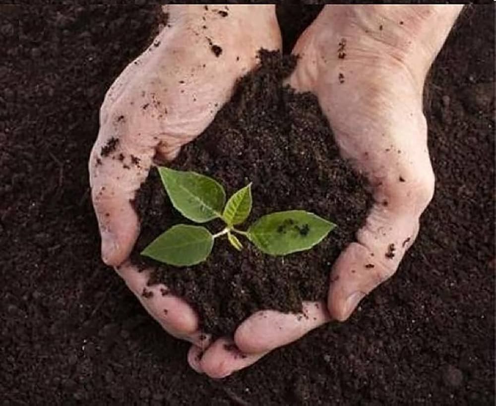 Vermi compost